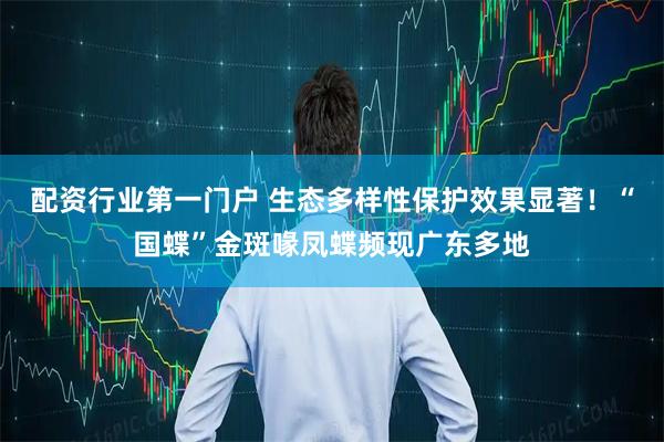配资行业第一门户 生态多样性保护效果显著！“国蝶”金斑喙凤蝶频现广东多地