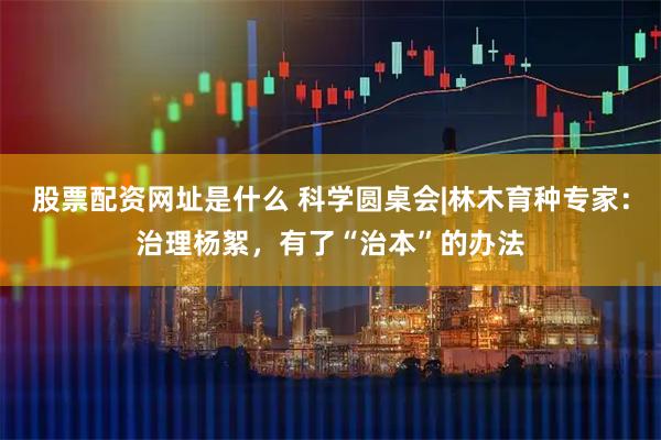 股票配资网址是什么 科学圆桌会|林木育种专家:治理杨絮,有了“治本”的办法